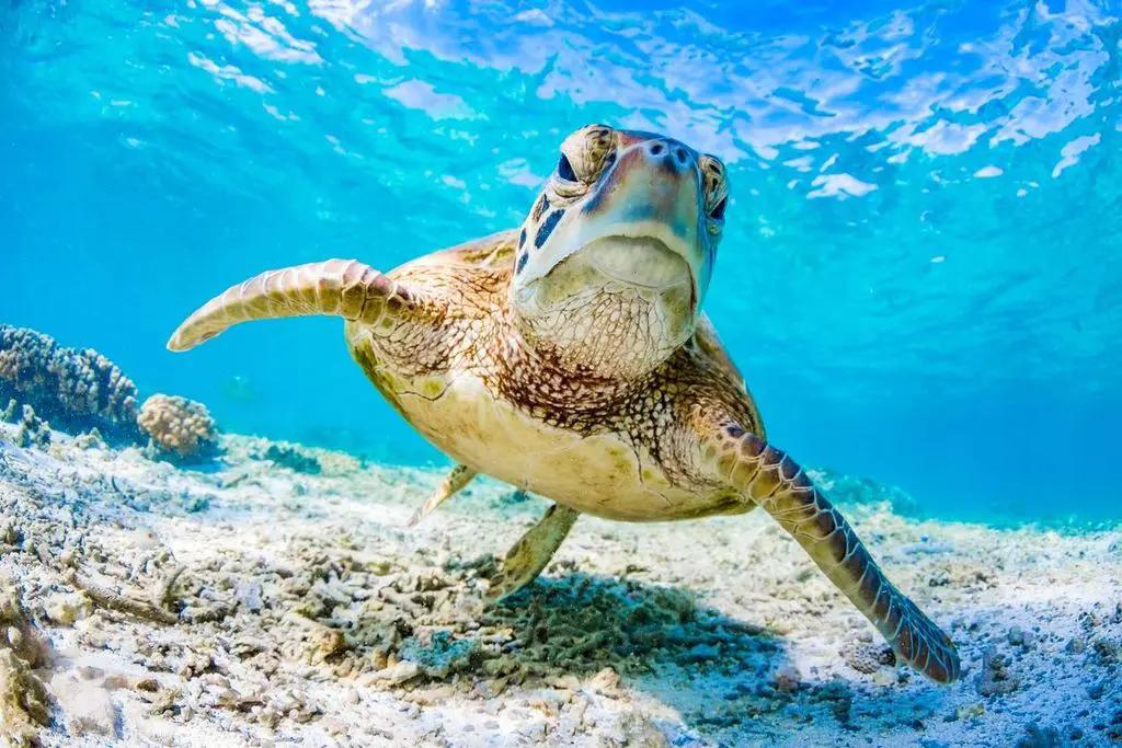 A sea turtle swimming gracefully underwater near the ocean floor.