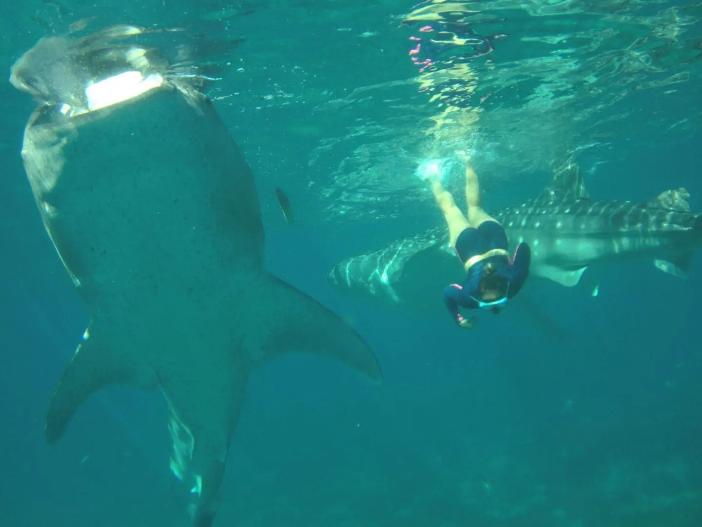 A diver swimming near a large shark underwater.
