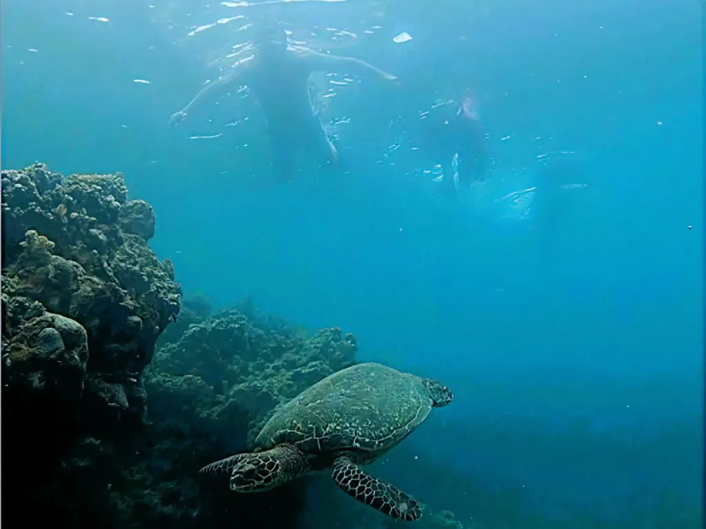 A sea turtle swims underwater near divers and coral reef.