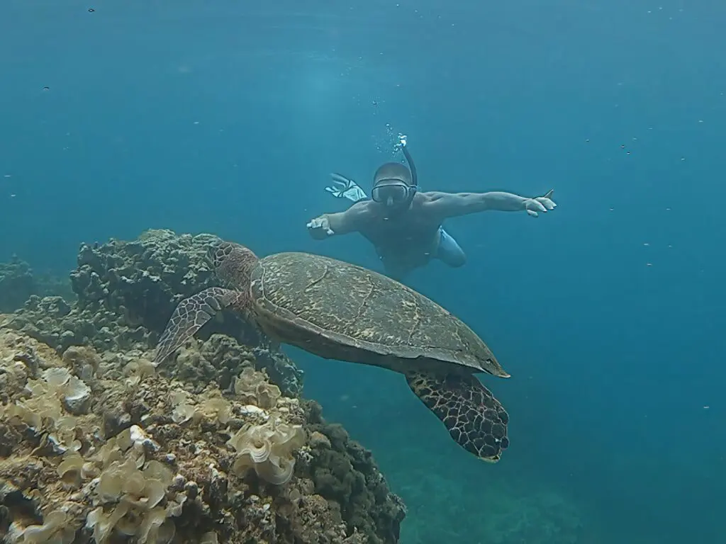 Person snorkeling near a sea turtle underwater.