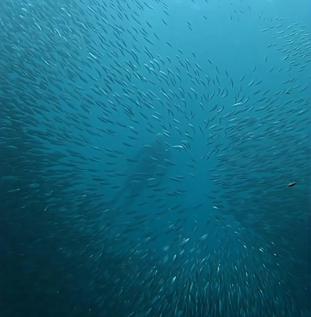 A large school of fish swimming underwater in the ocean.