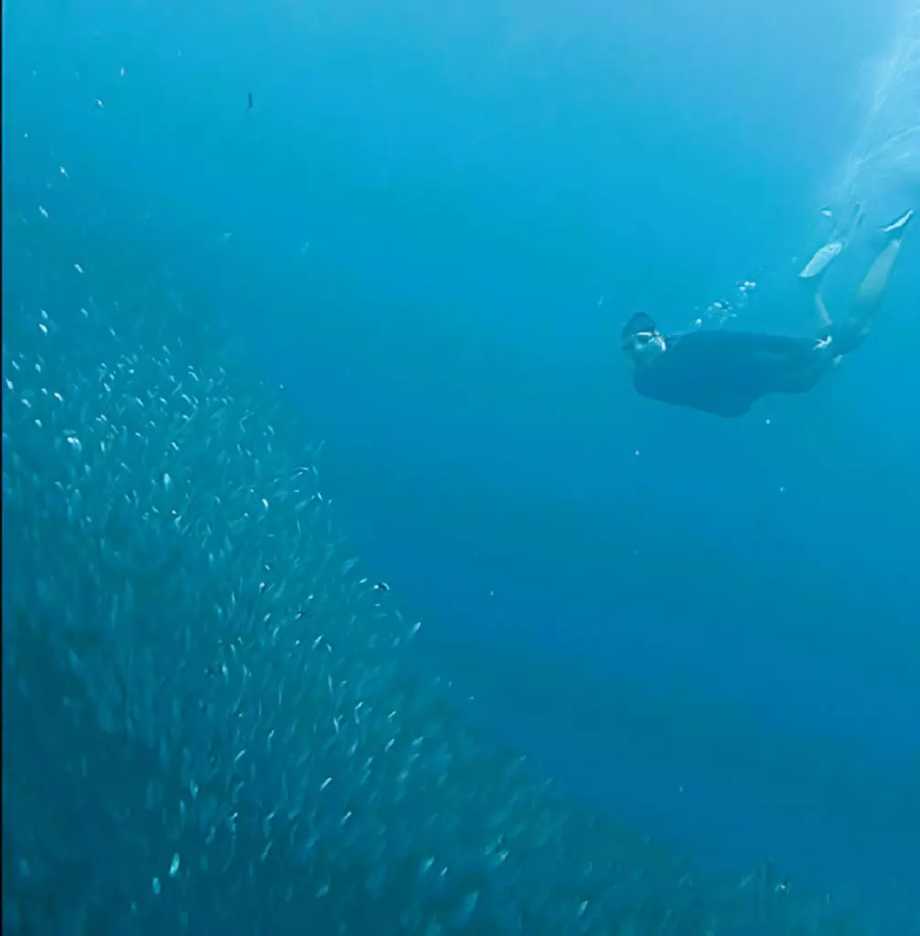 Scuba diver explores a large school of fish underwater.