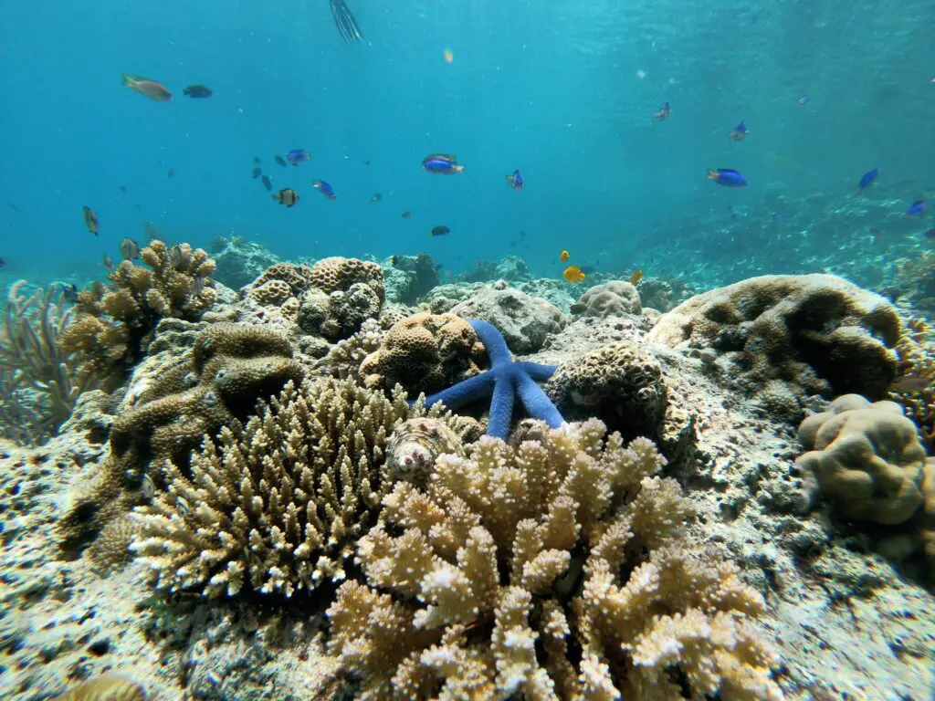 A blue starfish on vibrant coral reef underwater with colorful fish around.