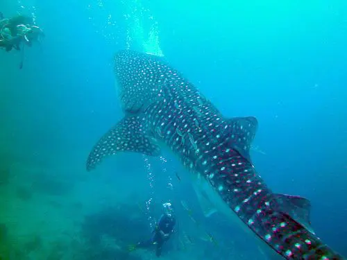 A diver swims near a large whale shark underwater.