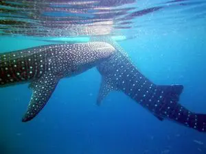 A large whale shark swims underwater in clear blue ocean.
